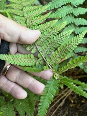 Dryopteris filix-mas