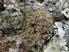 Physconia enteroxantha