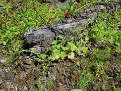 Ranunculus parviflorus