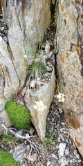 Saxifraga paniculata