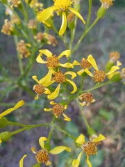 Senecio doria