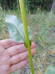 Senecio doria