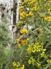 Euodynerus hidalgo boreoorientalis