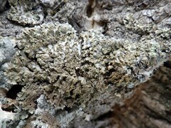 Physconia enteroxantha