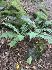 Dryopteris filix-mas