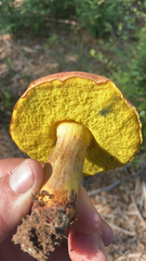 Aureoboletus flaviporus