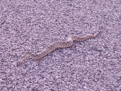 Crotalus scutulatus