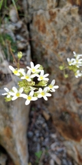 Saxifraga paniculata