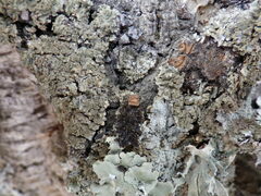 Physconia enteroxantha