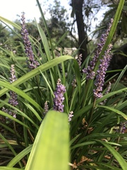 Liriope