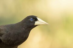 Psarocolius decumanus