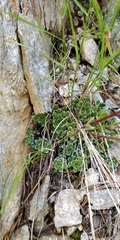 Saxifraga paniculata