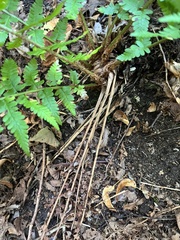 Dryopteris filix-mas