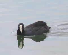 Fulica atra
