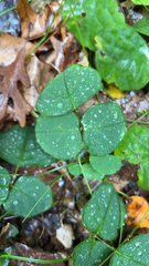 Desmodium rotundifolium