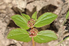 Euphorbia hirta