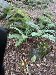 Dryopteris filix-mas