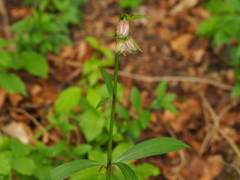 Lilium martagon