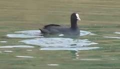 Fulica atra