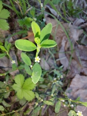 Polygonum arenastrum