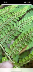 Dryopteris filix-mas