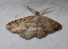 Melanolophia signataria