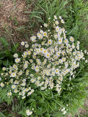 Erigeron annuus