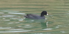 Fulica atra