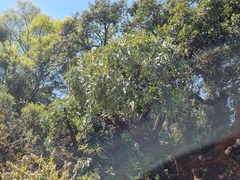 Cussonia paniculata sinuata