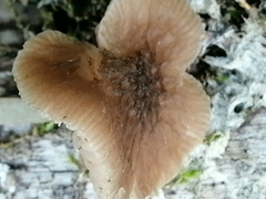 Pluteus thomsonii