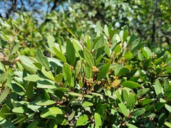 Pterocelastrus echinatus