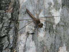 Sympetrum vulgatum