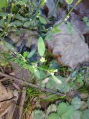 Polygonum arenastrum