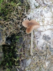 Pluteus thomsonii