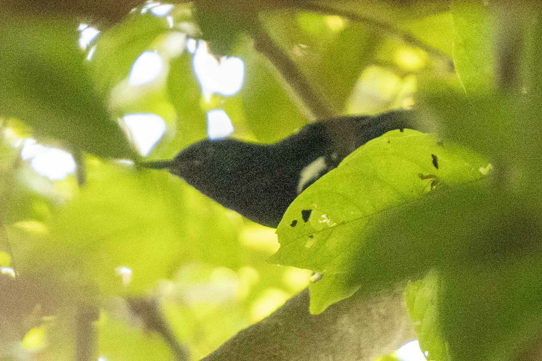 Mato Grosso Antbird (Cercomacra melanaria), photo 10