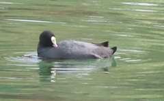 Fulica atra