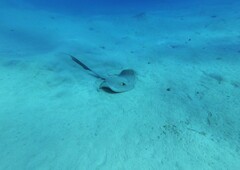 Pastinachus