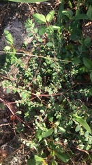 Euphorbia prostrata