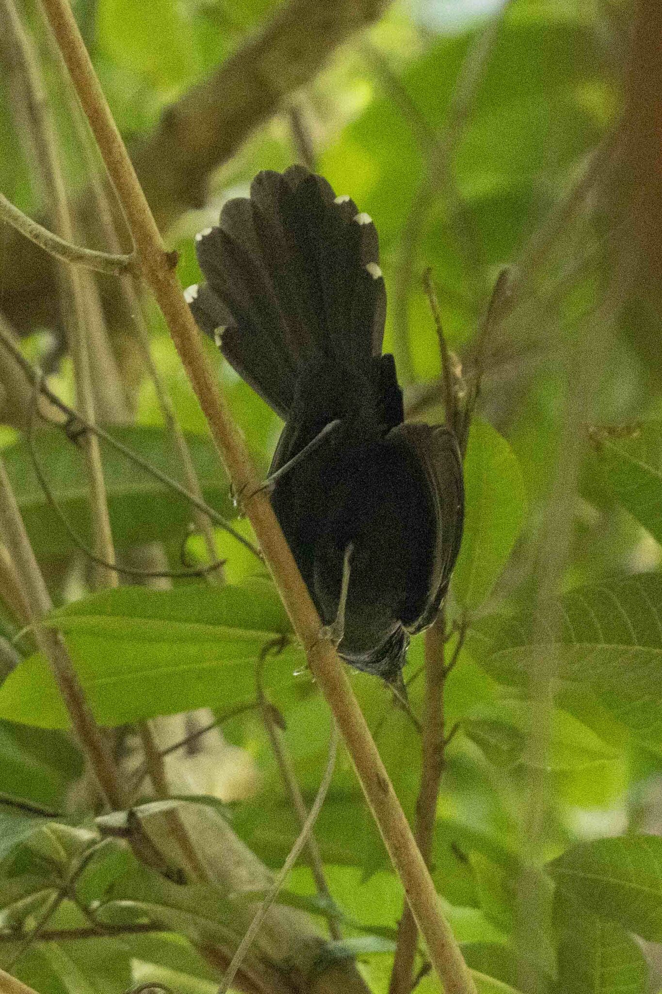 Mato Grosso Antbird (Cercomacra melanaria), photo 9