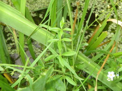 Galium palustre