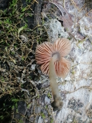 Pluteus thomsonii