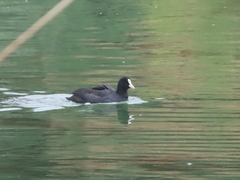 Fulica atra