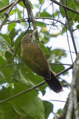 Dendroplex picus