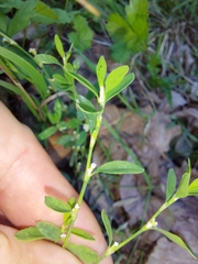 Polygonum arenastrum