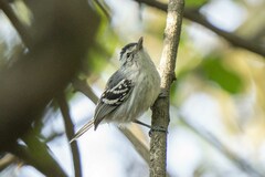 Herpsilochmus longirostris