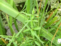 Galium palustre