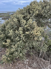 Baccharis pilularis consanguinea