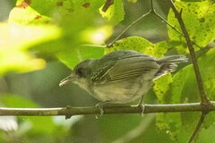 Dysithamnus mentalis