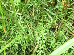 Galium palustre
