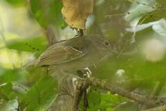 Dysithamnus mentalis